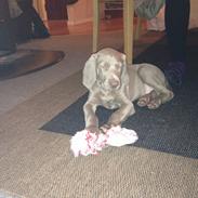 Weimaraner Canto