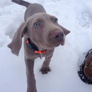 Weimaraner Canto