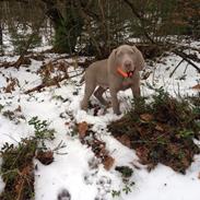 Weimaraner Canto