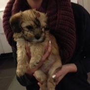 Blanding af racer Luna