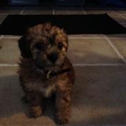 Blanding af racer Luna