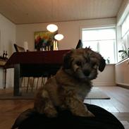 Blanding af racer Luna