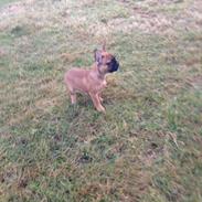 Fransk bulldog Albert