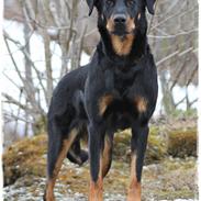 Beauceron Satchmo`s Yappi