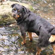 Rottweiler Effie Vom Bonzi Star