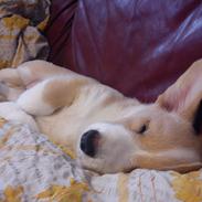 Welsh corgi cardigan Foxie (Arddun Copine Carrot)