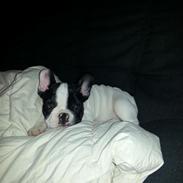 Fransk bulldog charlie