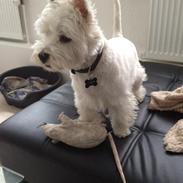 West highland white terrier Chuckie