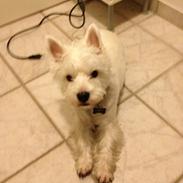 West highland white terrier Chuckie