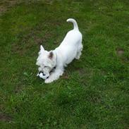 West highland white terrier Chuckie