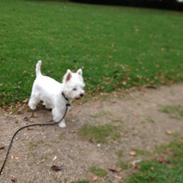 West highland white terrier Chuckie