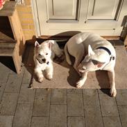 West highland white terrier Chuckie