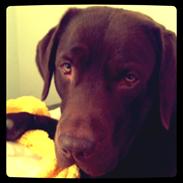 Labrador retriever Otto