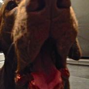 Labrador retriever Otto