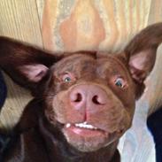 Labrador retriever Otto