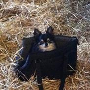 Chihuahua You're Beautiful Marc Antonio