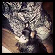 Chihuahua You're Beautiful Marc Antonio