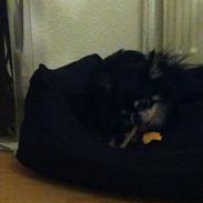 Chihuahua You're Beautiful Marc Antonio