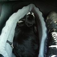 Chihuahua You're Beautiful Marc Antonio