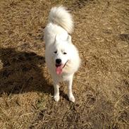 Samojedhund Buller