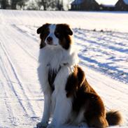 Australian shepherd Barney <3