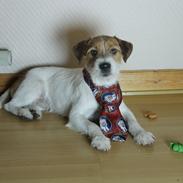 Jack russell terrier Froghill Bon Peerson
