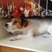 Jack russell terrier Froghill Bon Peerson