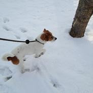 Jack russell terrier Froghill Bon Peerson