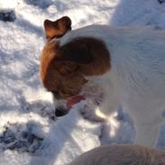 Jack russell terrier Froghill Bon Peerson