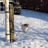 Jack russell terrier Froghill Bon Peerson