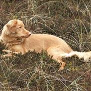 Nova scotia duck tolling retriever Chili