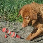 Nova scotia duck tolling retriever Chili