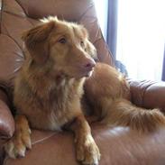 Nova scotia duck tolling retriever Chili