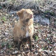 Nova scotia duck tolling retriever Chili