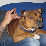 Staffordshire bull terrier Tovdal Sulja Boy - Enzo