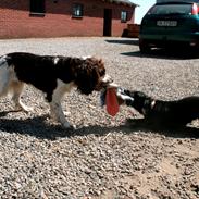 Engelsk springer spaniel Lady