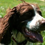 Engelsk springer spaniel Lady