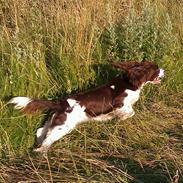Engelsk springer spaniel Lady