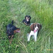 Engelsk springer spaniel Lady