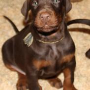 Dobermann Proud Danish Fresh Falcon (Morgan)