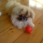 Pekingeser Jason