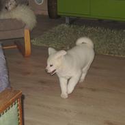 Akita inu L' Myôrô Yuki Tokimitzu