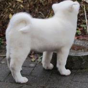 Akita inu L' Myôrô Yuki Tokimitzu