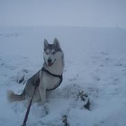 Siberian husky Divsen (diva)