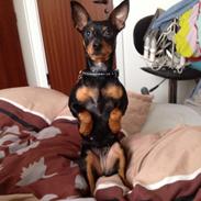 Dvaergpinscher Lady