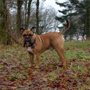 Olde english bulldogge Marvin