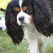 Cavalier king charles spaniel Birkedals Charlie <3 *SOULMATE*