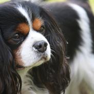 Cavalier king charles spaniel Birkedals Charlie <3 *SOULMATE*