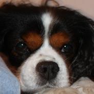 Cavalier king charles spaniel Birkedals Charlie <3 *SOULMATE*