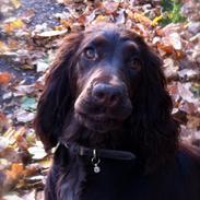 Cocker spaniel Agnes